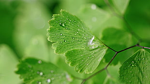 green leaf plant, nature, leaves, closeup, macro