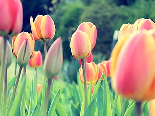 pink-and-yellow tulip flowers, tulips, Dutch, Netherlands, flowers HD wallpaper