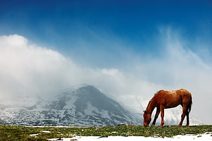 Horse,  Mountains,  Snow,  Peaks