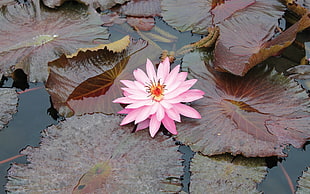 pink Waterlily flower with brown Lily Pads