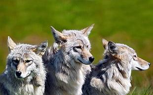 three gray wolves, wolf, animals HD wallpaper