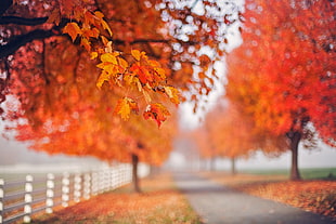 red leaf tree, outdoors, fall, leaves, trees