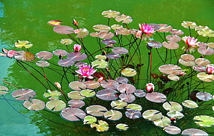green and purple water lilies