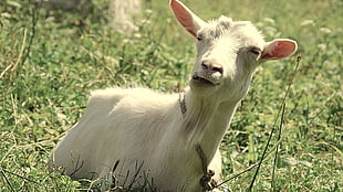 white goat lying on grass field, goats, animals
