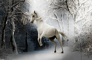white horse photo HD wallpaper