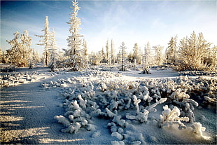 pine trees, snow HD wallpaper