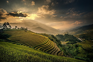 rice terraces, nature, landscape, field, terraces