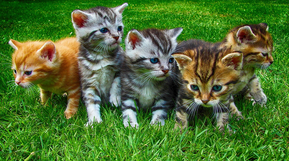 photo of three orange and two white tabby kittens HD wallpaper
