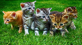 photo of three orange and two white tabby kittens