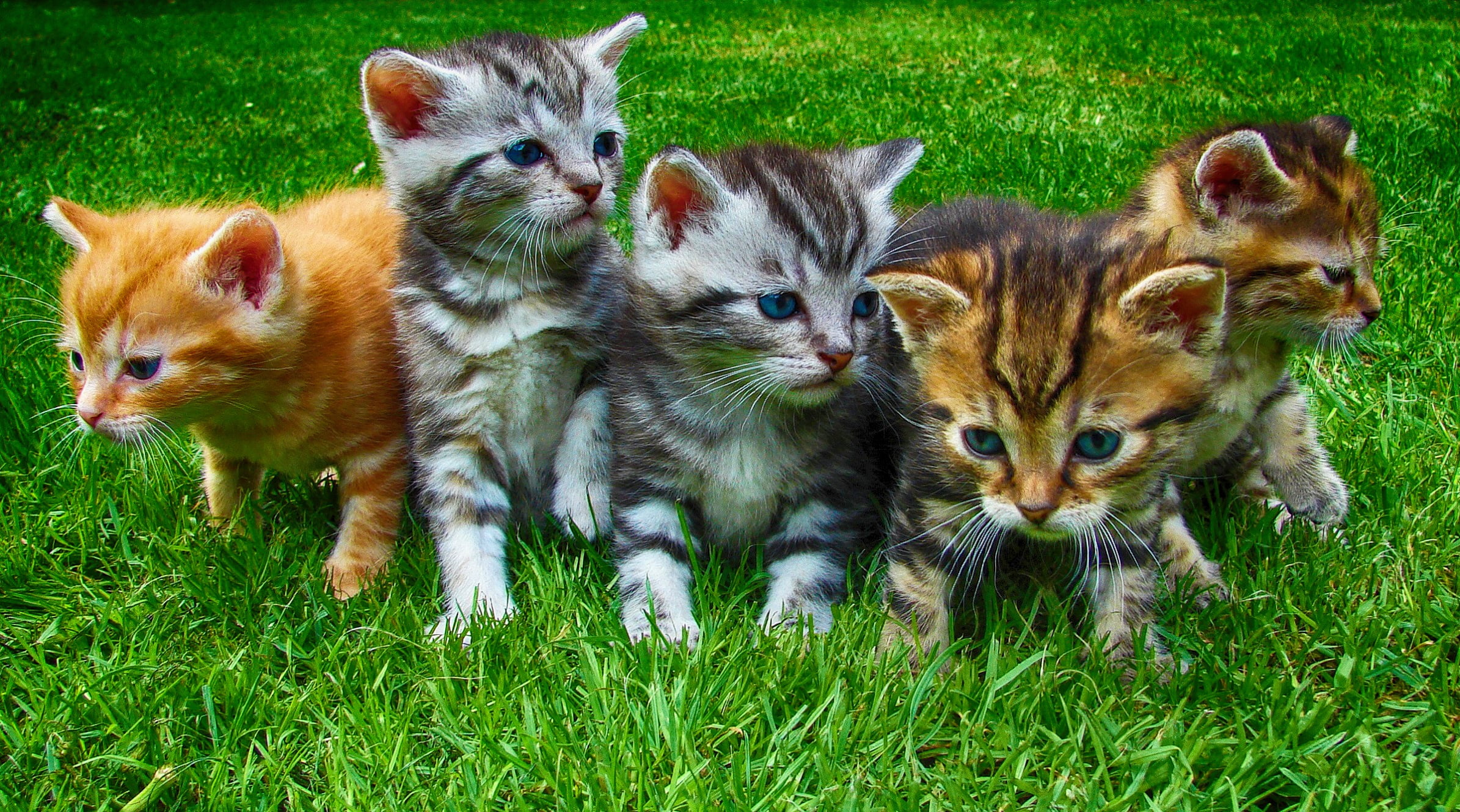 photo of three orange and two white tabby kittens