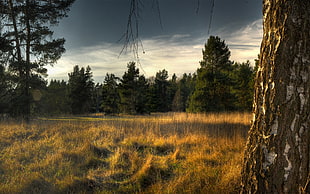 landscape photo of pine trees HD wallpaper