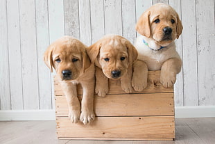 cream Labrador puppies inside box HD wallpaper