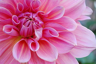 pink Dahlia closeup photography HD wallpaper