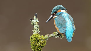 two blue and green birds, kingfisher, birds, animals