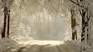 closeup photo of hallway road surround by trees with snow