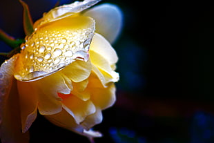 yellow petaled flower, rose