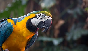 close-up photography of Blue-and-yellow macaw