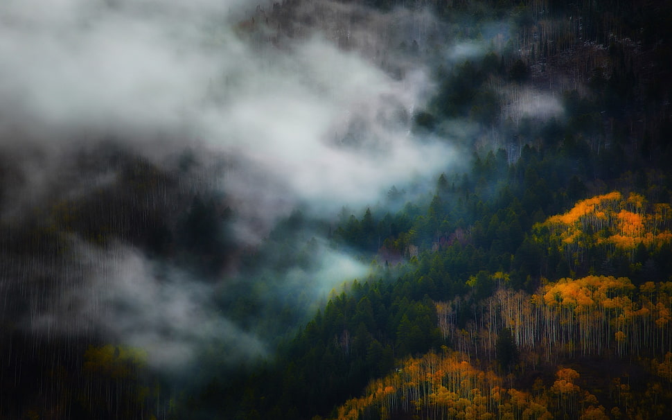 green and yellow trees, landscape, nature, mist, fall HD wallpaper