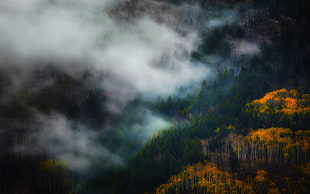 green and yellow trees, landscape, nature, mist, fall