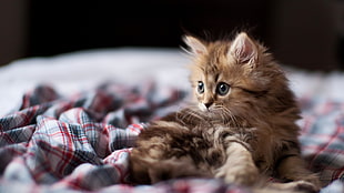 brown tabby cat, cat, bed, Ben Torode, animals HD wallpaper