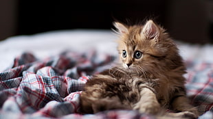 brown tabby cat, cat, bed, Ben Torode, animals