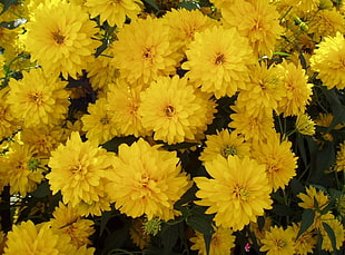 bunch of yellow petaled flower