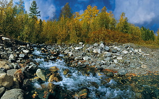 yellow and green tall trees near flowing water under blue and white cloudy sky