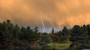green leaf trees, lightning, Thunderbolt, nature, trees