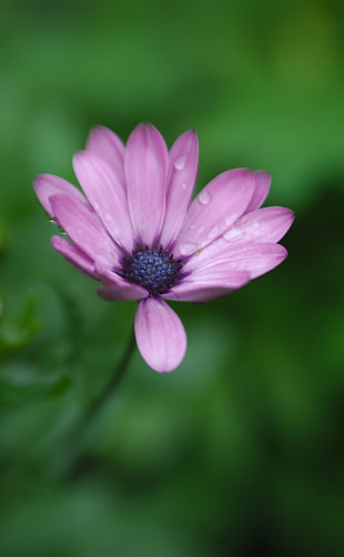 close-up photo of pink petal flower with water dew