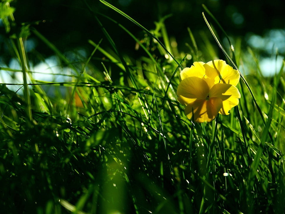 selective photo of yellow Daffodil flower HD wallpaper