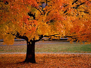 yellow and orange leaves tree HD wallpaper