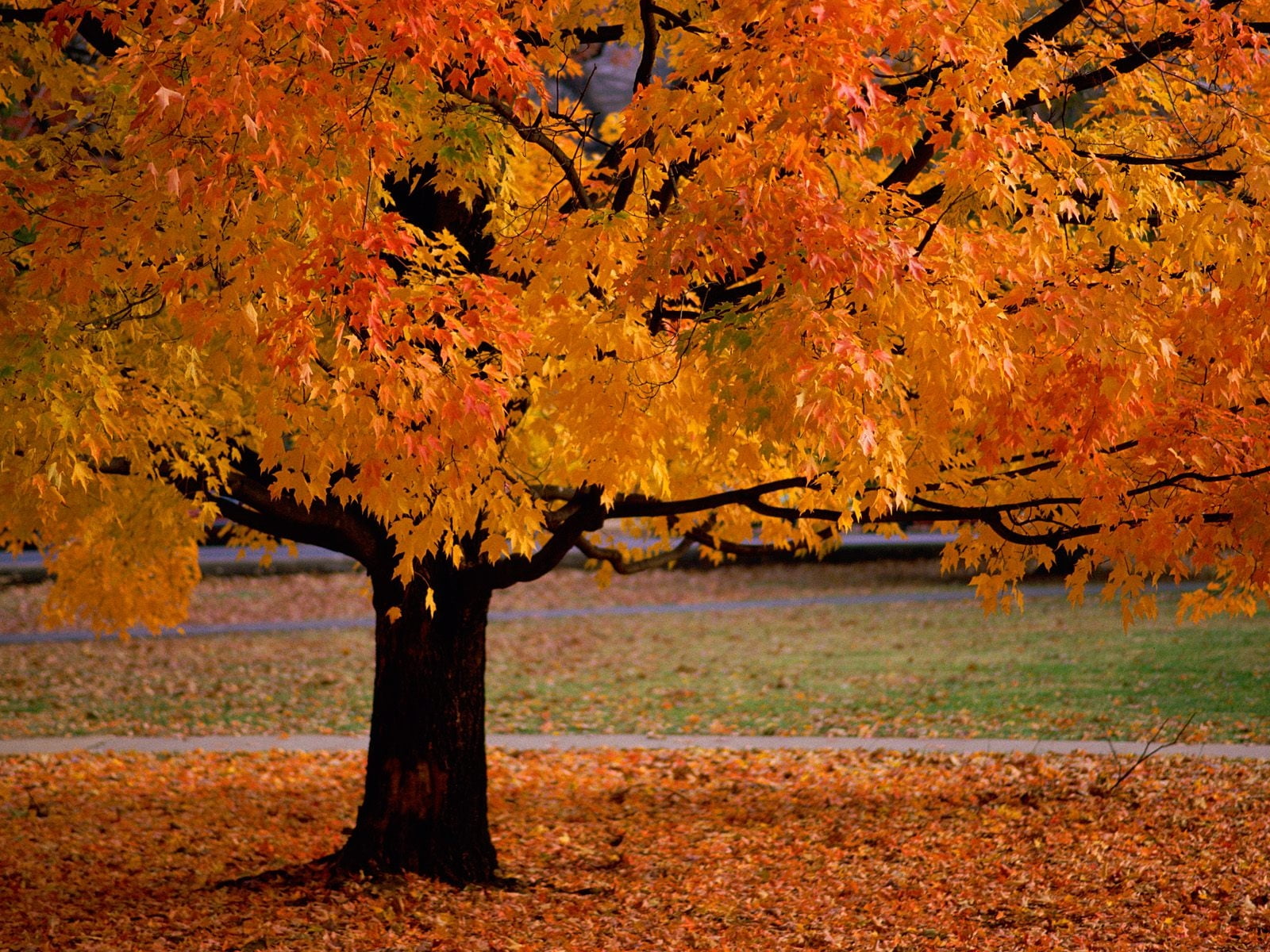 yellow and orange leaves tree