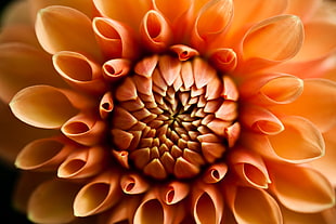 close-up photography of orange flower HD wallpaper