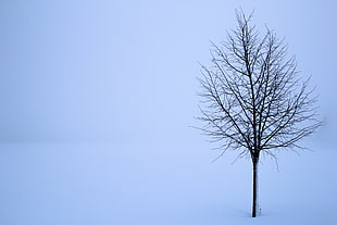 leafless tree during winter HD wallpaper