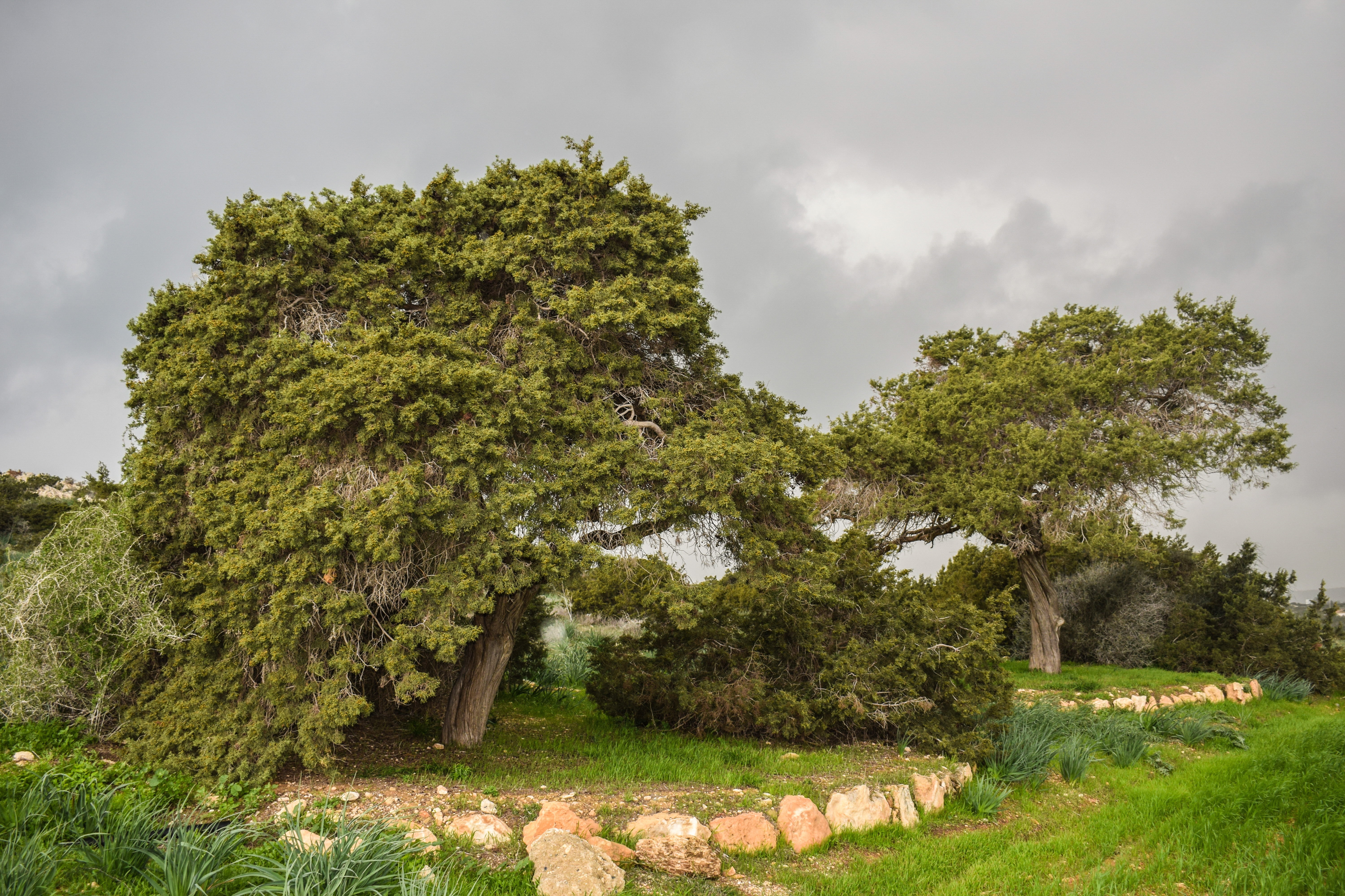 landscape photography of green trees