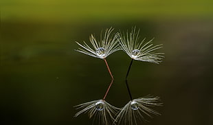 selective focus photography of water drop on top of leaves