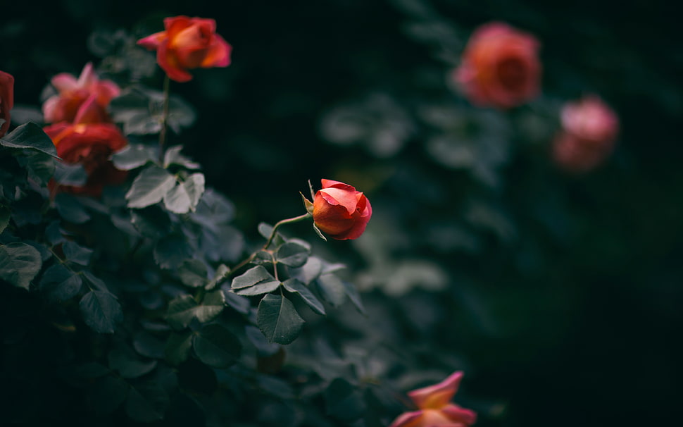 red roses selective-focus photography HD wallpaper