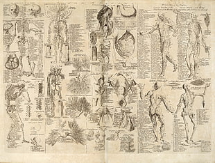 human anatomy collage chart HD wallpaper