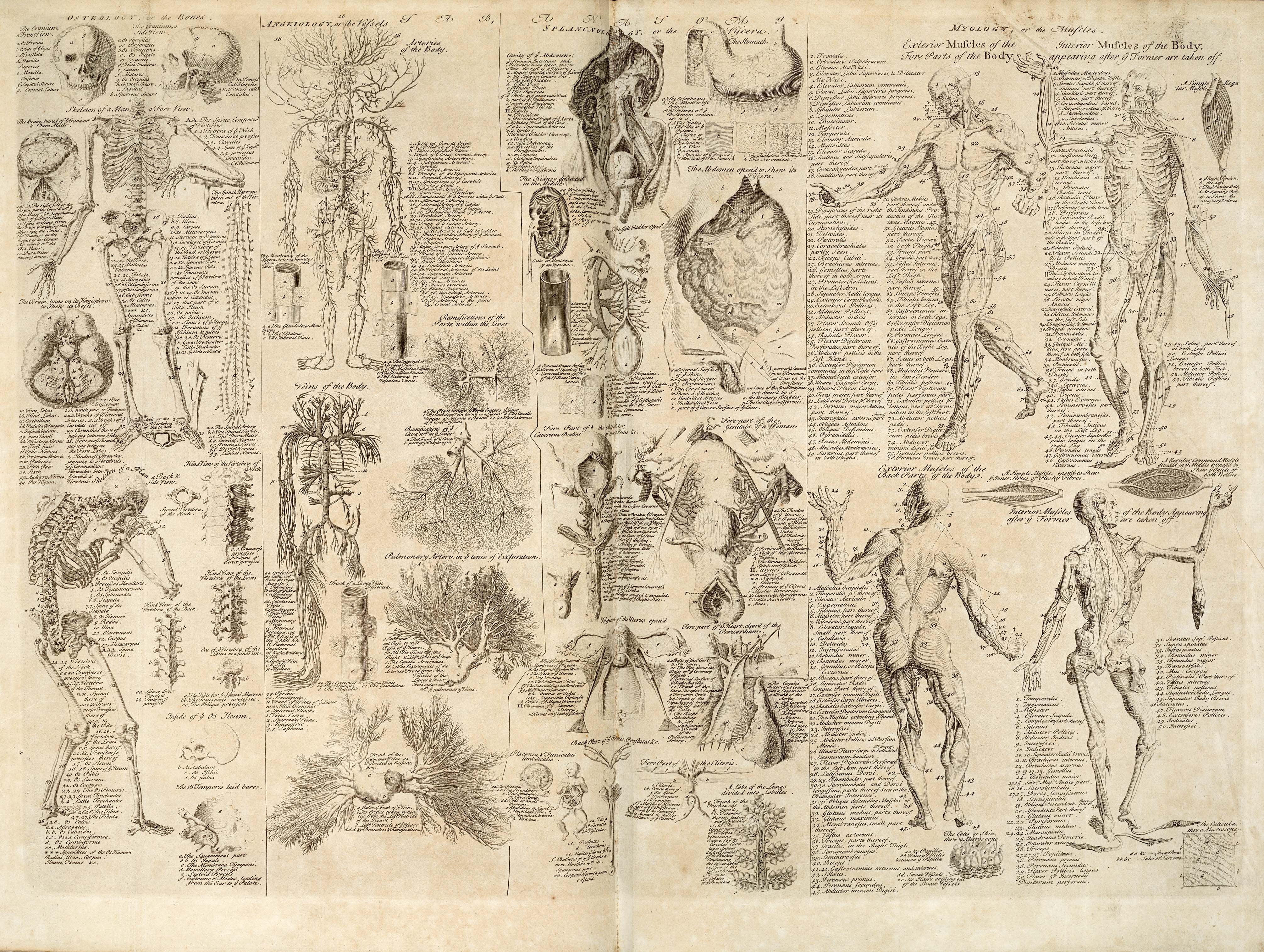 Anatomy Chart Hd