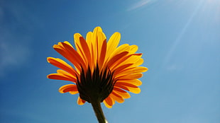 closeup photography of yellow petaled flower HD wallpaper