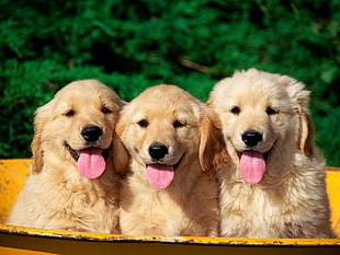 selective focus photography of three long-coated tan puppies