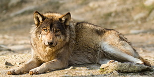 brown wolf, animals, mammals, wolf