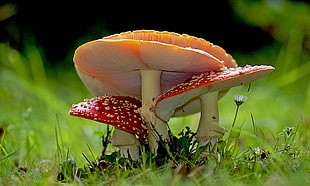 depth of field photography of red and orange mushrooms