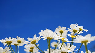 white flowers under blue sky HD wallpaper
