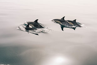 four black-and-white dolphins
