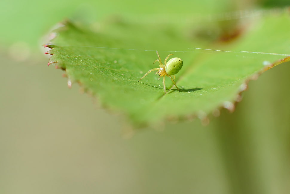green Crab Spider on plant leaf in selective focus photography HD wallpaper