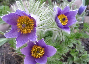 closeup photography of purple petaled flowers