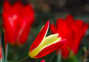 selective photography of red and yellow petaled flower