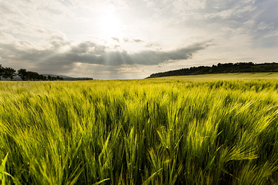green grass field under white clouds and blue sky at daytime HD wallpaper
