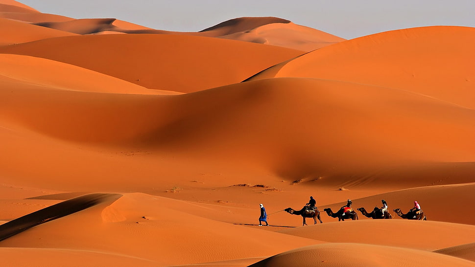 people riding camel on desert HD wallpaper